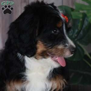 TRACEY, Australian Mountain Doodle Puppy